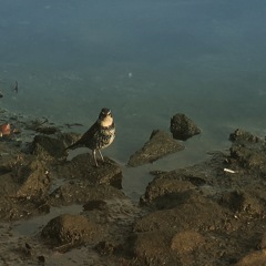 ツグミ