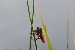 108804544_Unknown良く見かける虫