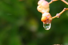 雨上がり