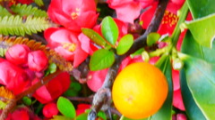紅梅 キンカン