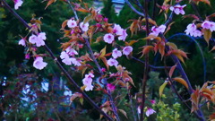 山桜