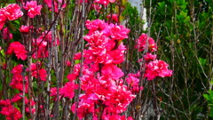 これもボケの花