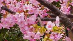 モモの花