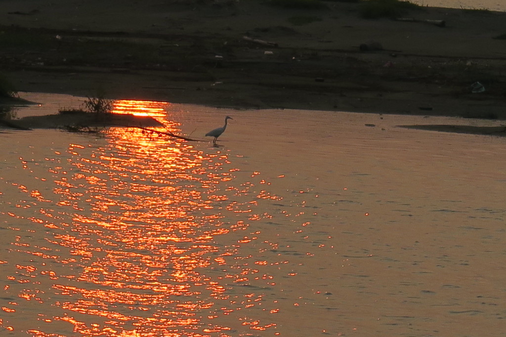 109081792_Unknown 朝日の写り込みとシラサギ