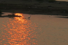 109081792_Unknown 朝日の写り込みとシラサギ