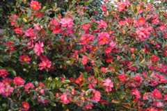 山茶花
