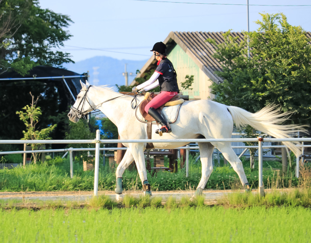 乗馬