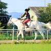 乗馬