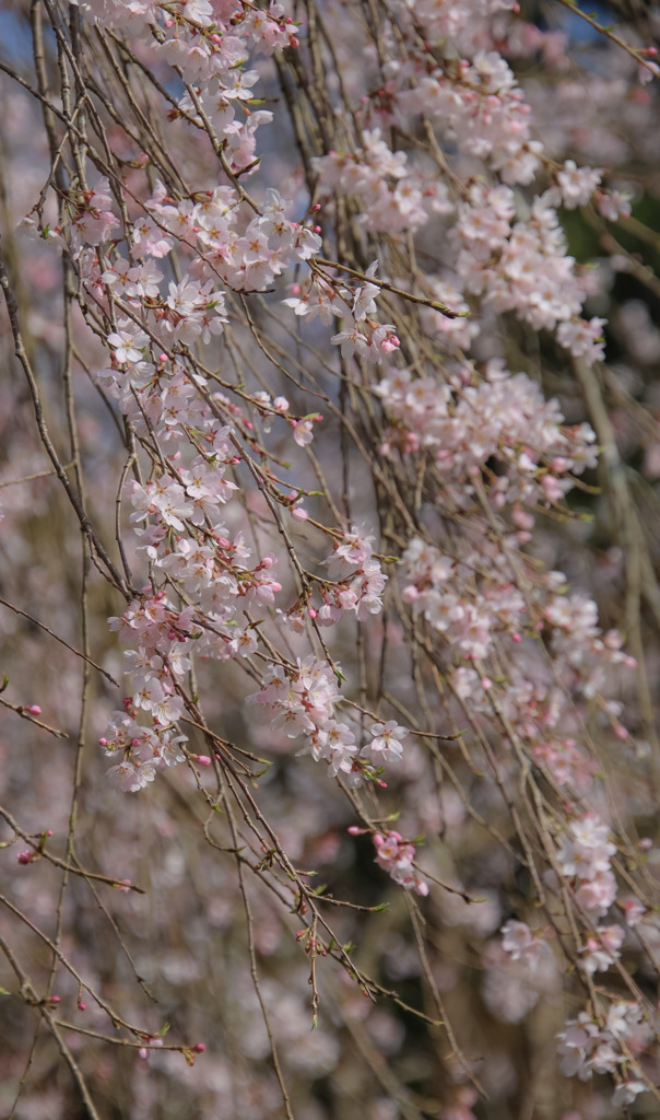 しだれ桜