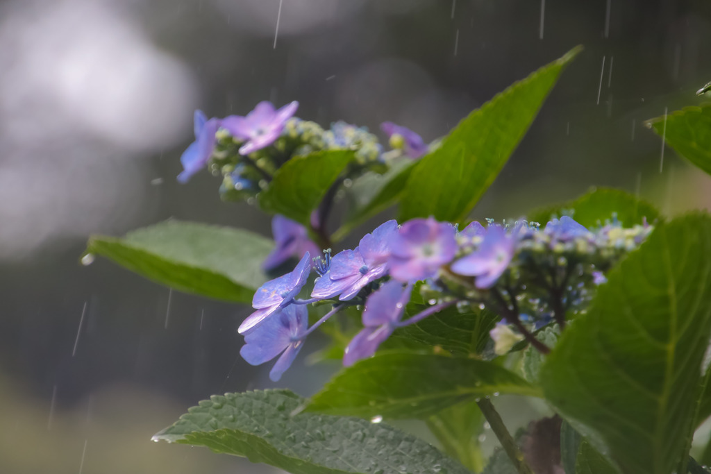 雨のガクアジサイ