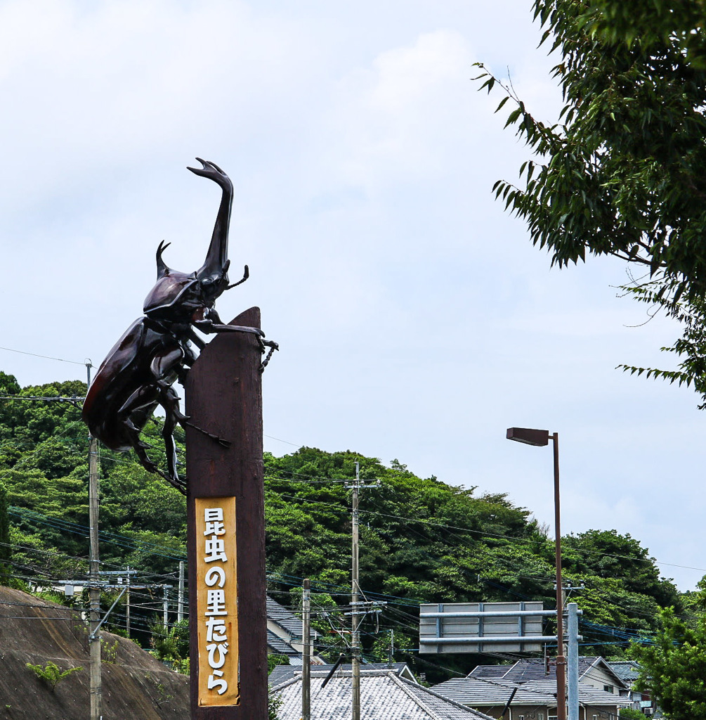 カブトムシ