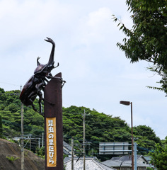 カブトムシ