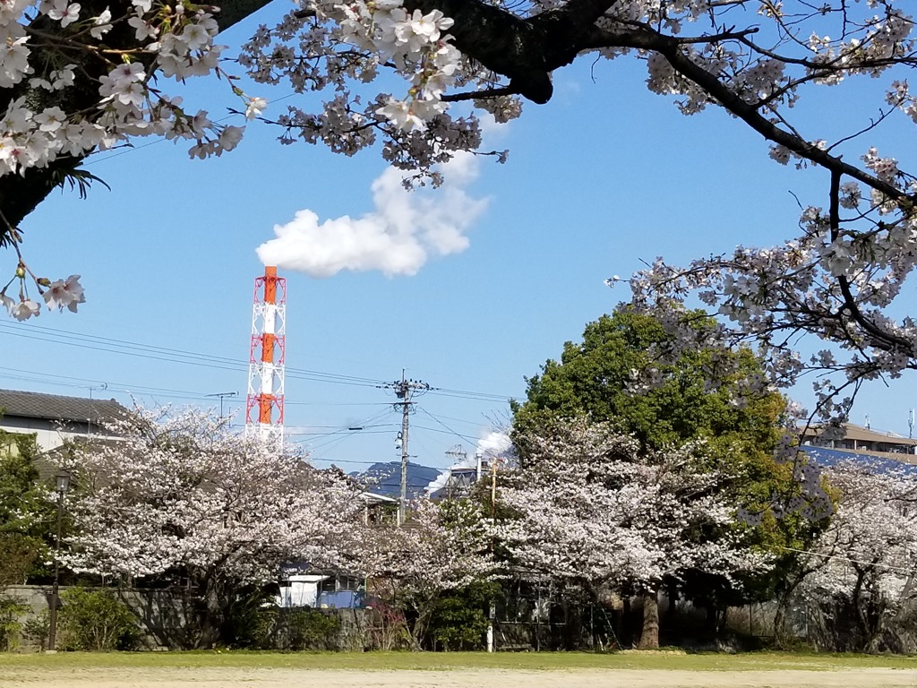 シンボルと桜