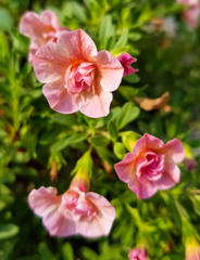 薔薇咲ペチュニア