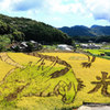 田んぼアート