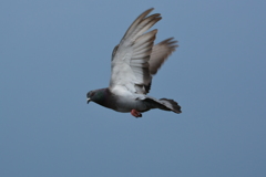 鳩『何か』
