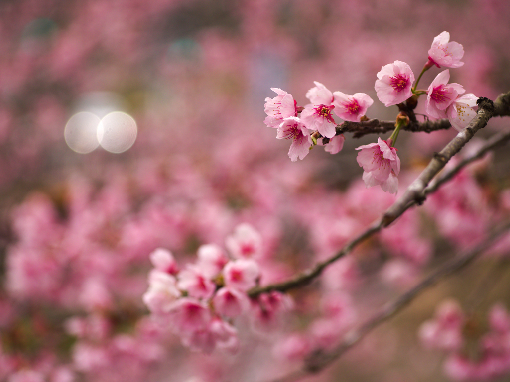 桜ｘ花曇ｘ案内川ｘ甲州街道