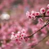 桜ｘ花曇ｘ案内川ｘ甲州街道