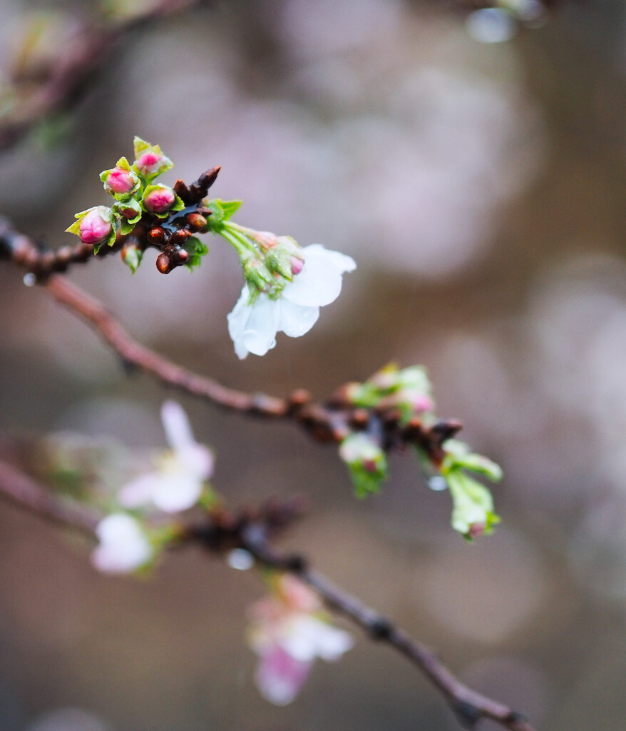 今、咲いている桜