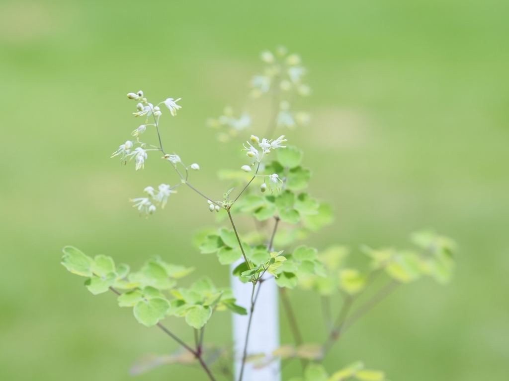 妙義唐松（新宿御苑）絶滅危惧植物展