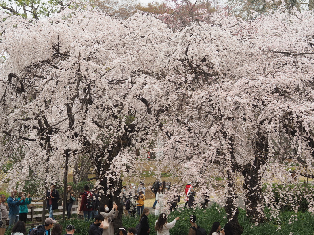 新宿御苑の桜