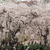 新宿御苑の桜