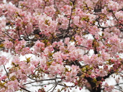 河津桜