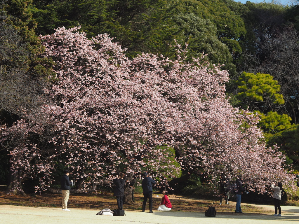 新宿御苑、見頃の桜