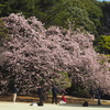 新宿御苑、見頃の桜
