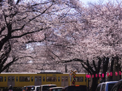 桜踏切