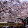 桜踏切