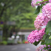 紫陽花（都庁前）公園通り