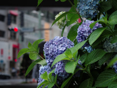 雨ｘ街角ｘ紫陽花