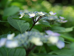 額紫陽花