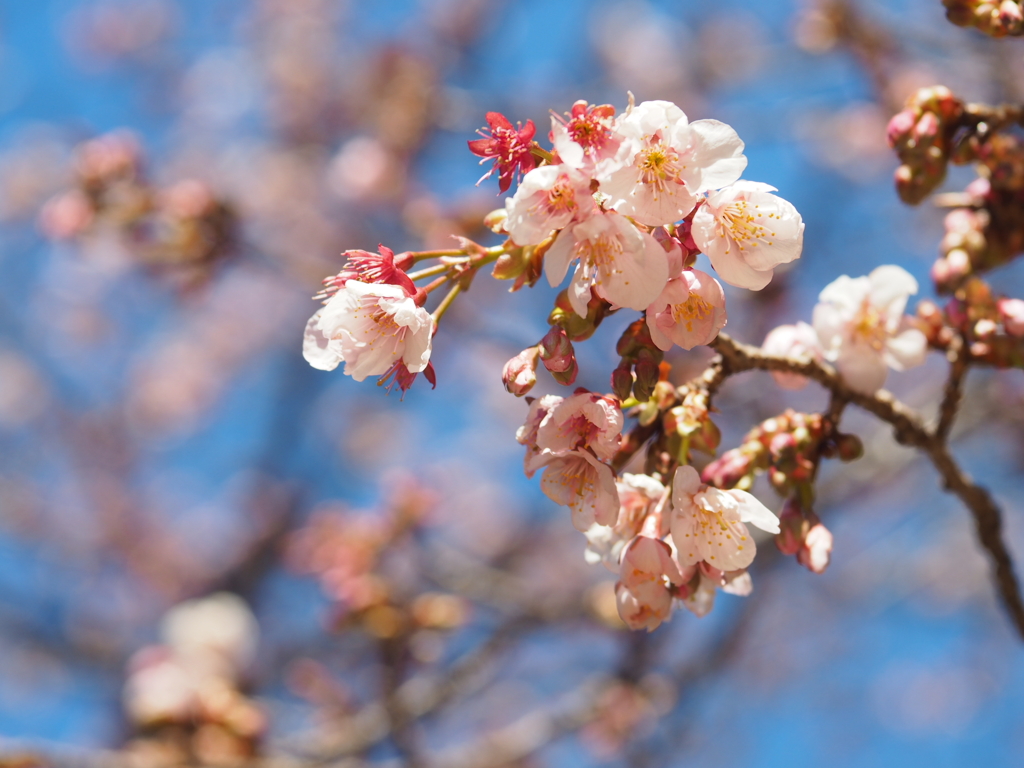 薩摩寒桜