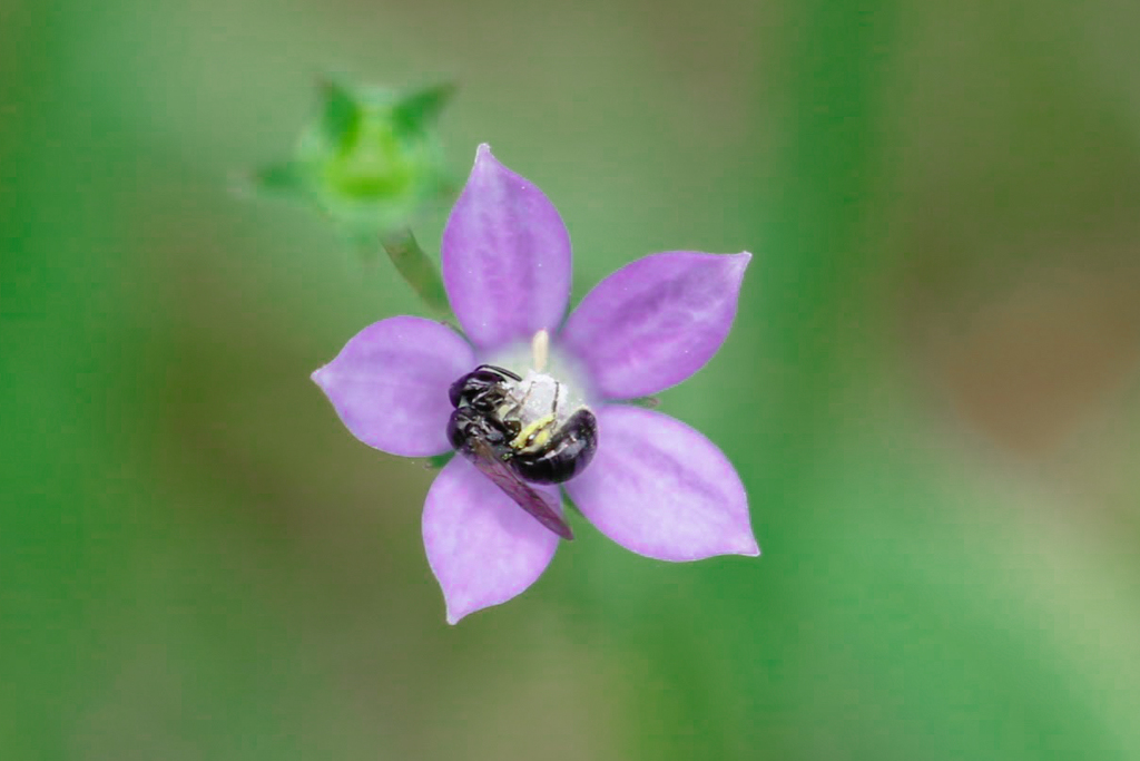 花の蜜を吸いに来た昆虫