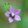 花の蜜を吸いに来た昆虫