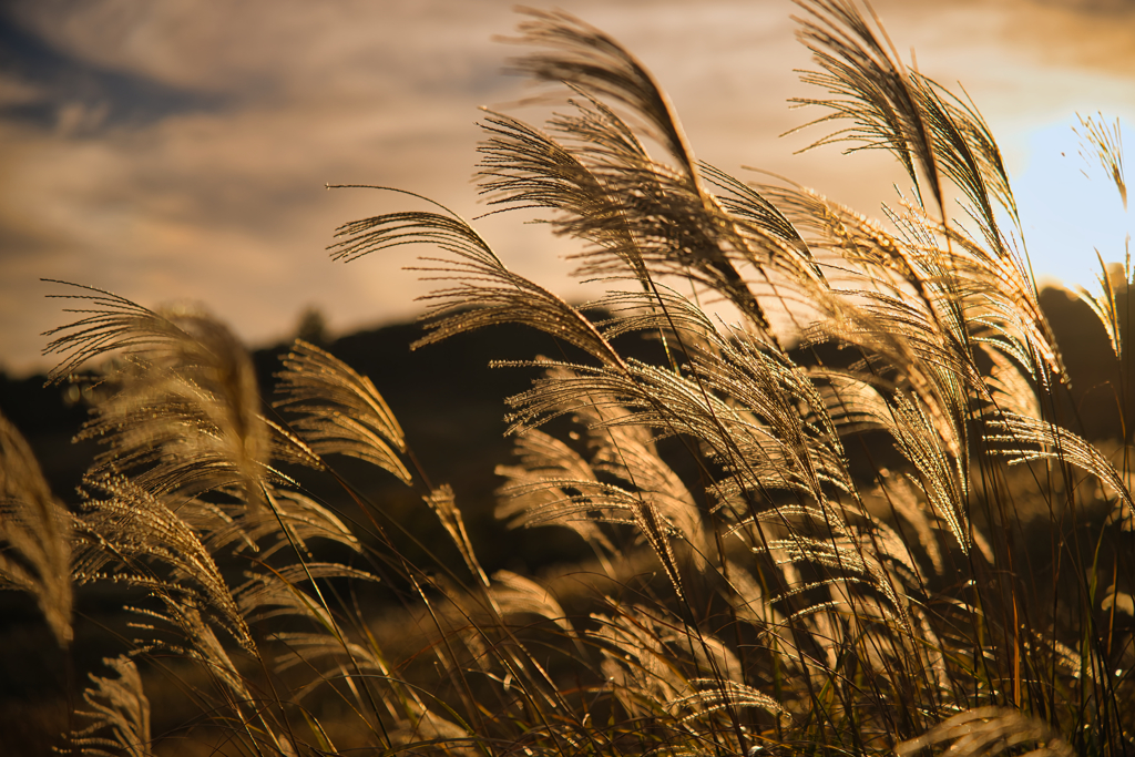 2025 稲取細野高原　すすき　其の六