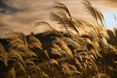 2025 稲取細野高原　すすき　其の六