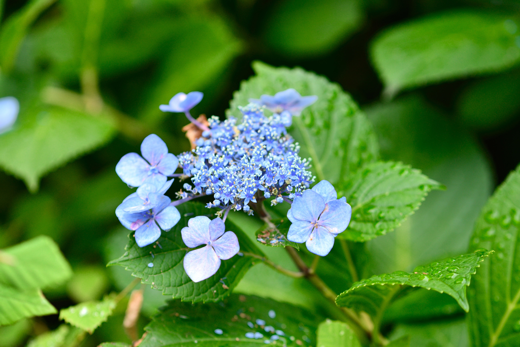 小紫陽花