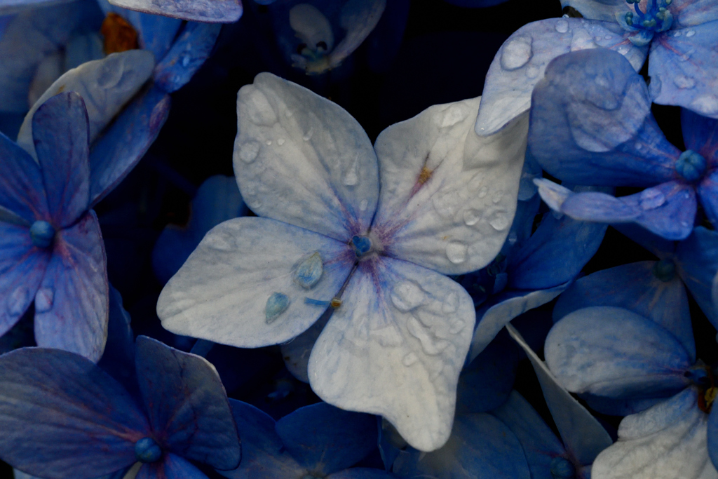 紫陽花　夜露