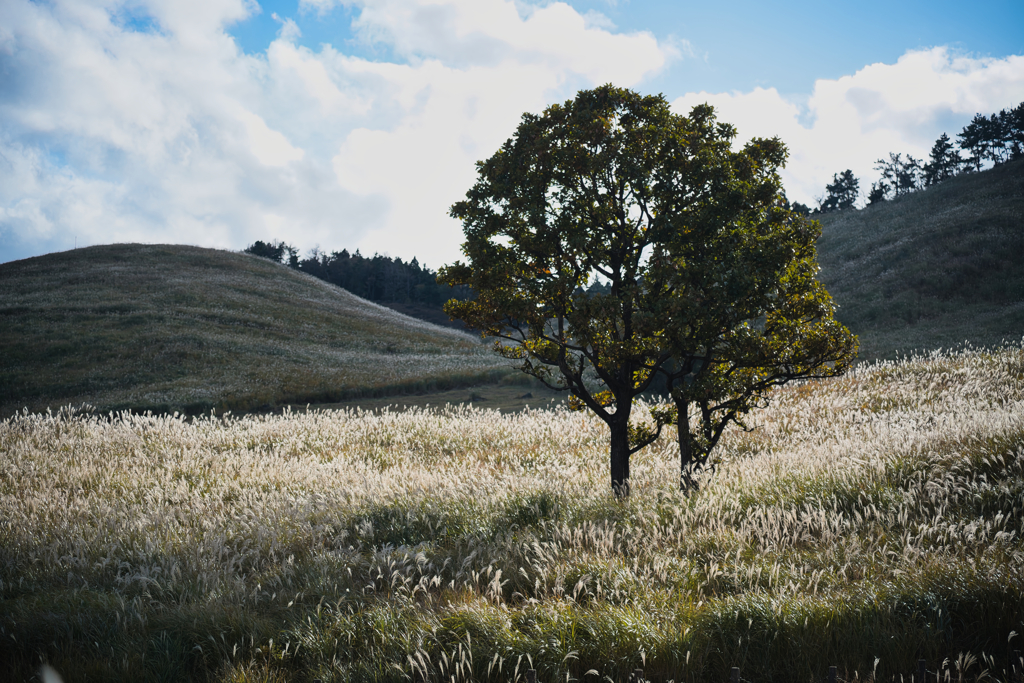 2025 稲取細野高原　すすき　其の五