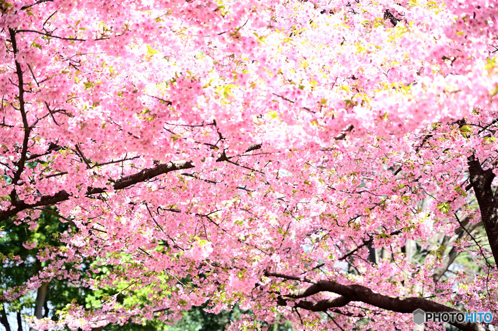 降り注ぐ光と桜