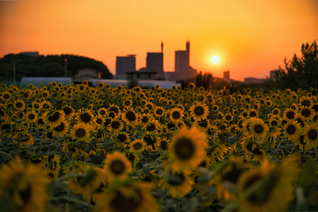 夏の終わり　其の2