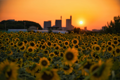 夏の終わり　其の2
