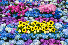 初夏の花々