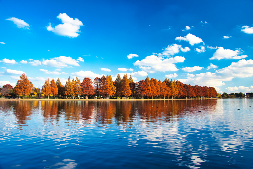 紅葉　水元公園　其の一