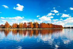 紅葉　水元公園　其の一