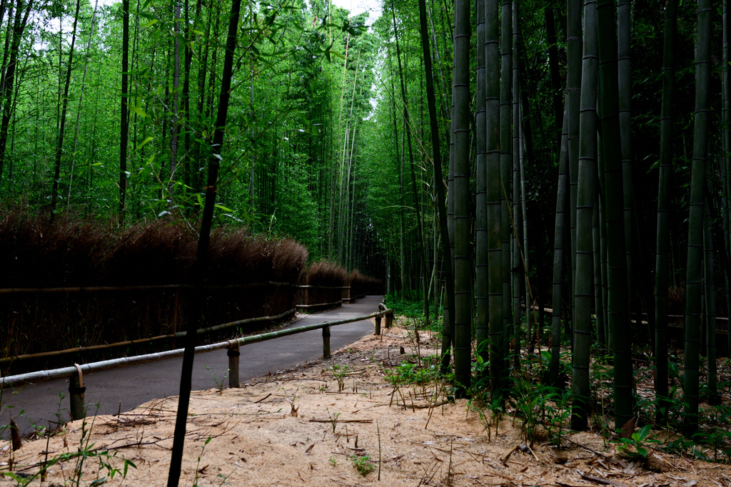 竹林の道