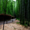 竹林の道